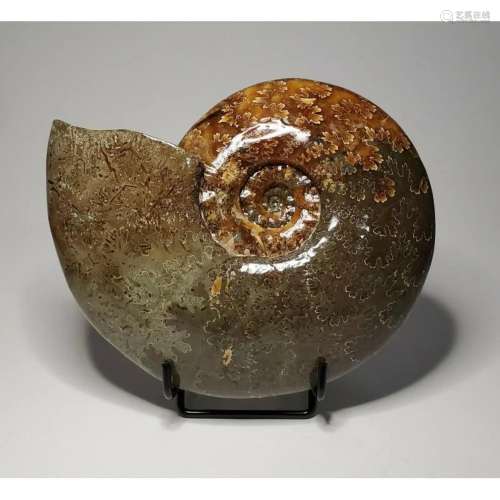 Original fossil relics ammonite seashells reliquiae