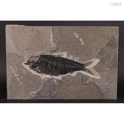 Knightia fossil fish reliquiae authentic original plate
