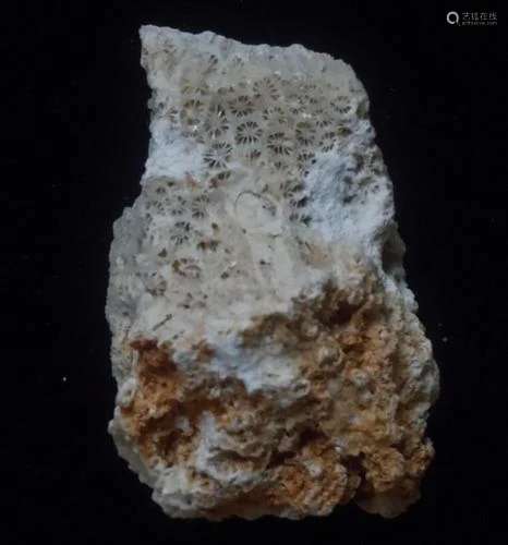 CORAL FOSSIL
