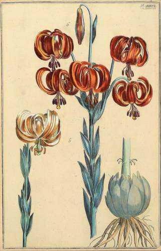 Engraving, german, 17 / 18th C., lilies, approx., 33