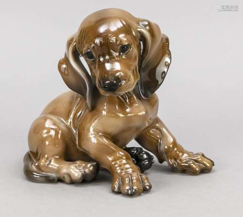 Sitting dachshund puppy, Rosenthal, m