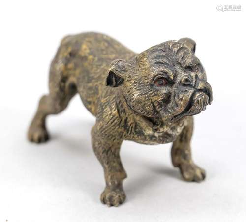 Viennese bronze, bulldog, polychr