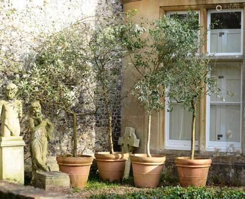 A SET OF FOUR LARGE TERRACOTTA POTS PLANTED WITH OLIVES, CON...