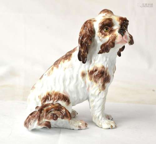 Meissen Spaniel Dog