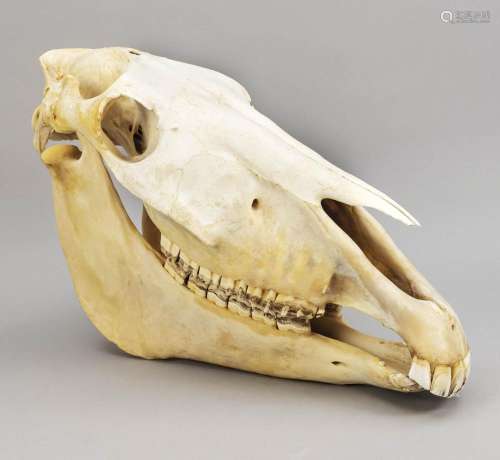 Skull of a horse, consisting of 2