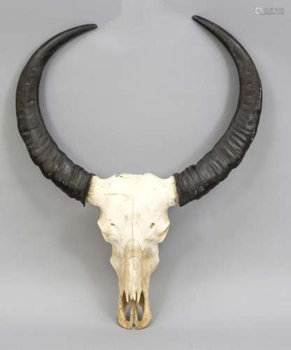 Cattle skull/trophy, 20th c., with