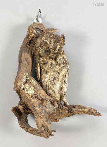 Owl, 1st half of 20th century, tax