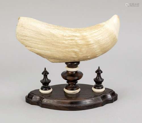 Large walnut, 19th century, mounte