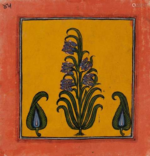 Une peinture botanique, Rajasthan, Inde, probablement 19ème ...