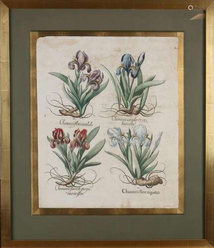 Rare 16th - 17th Century Botanical Engraving