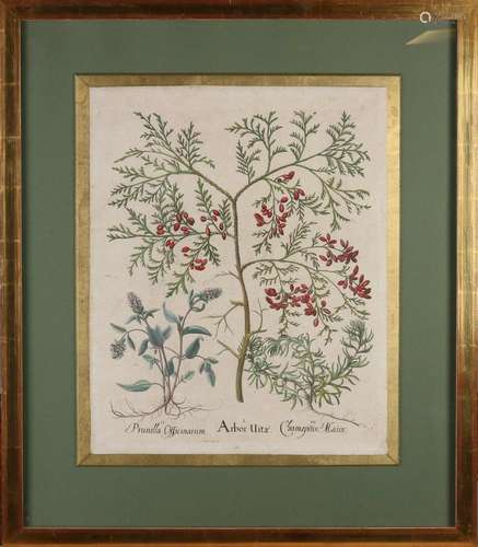 Rare 16th - 17th Century Botanical Engraving