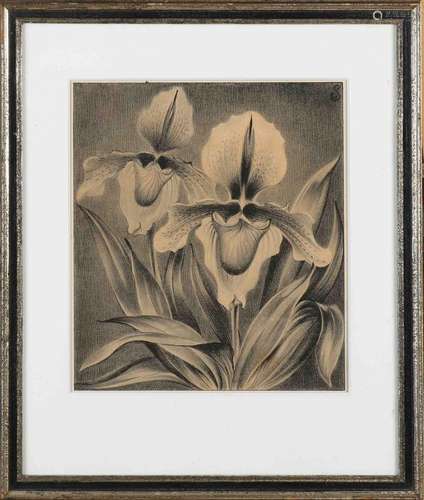 JS (Jan Schonk), Orchids