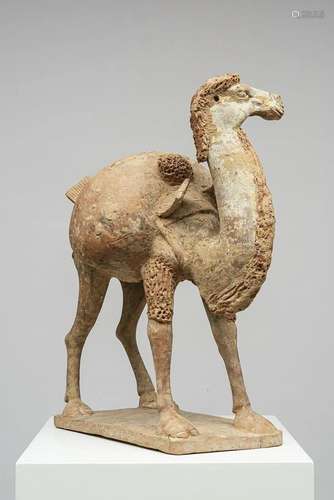 BACTRIAN CAMEL