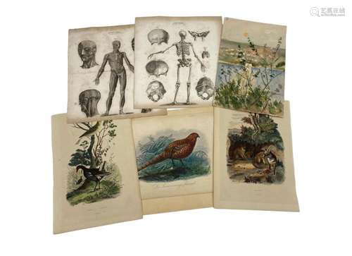 A collection of 5 anatomical and botanical engravings and a ...