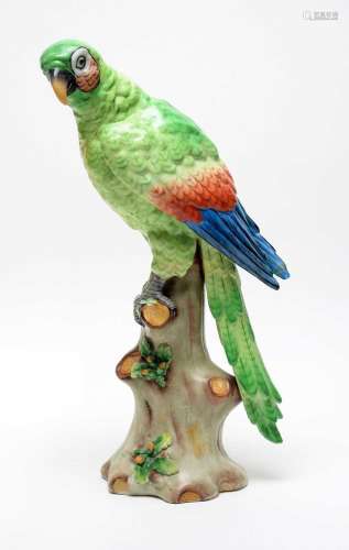 A Continental parrot