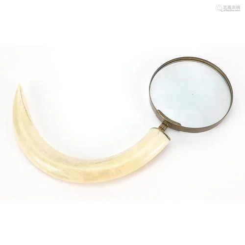 Boar's tusk magnifying glass with brass mounts, 32cm in...