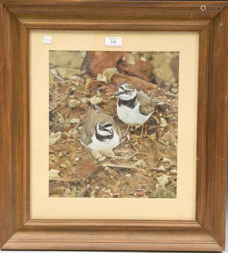 Michael P. Jevon - Two Ringed Plover, mixed media, signed wi...