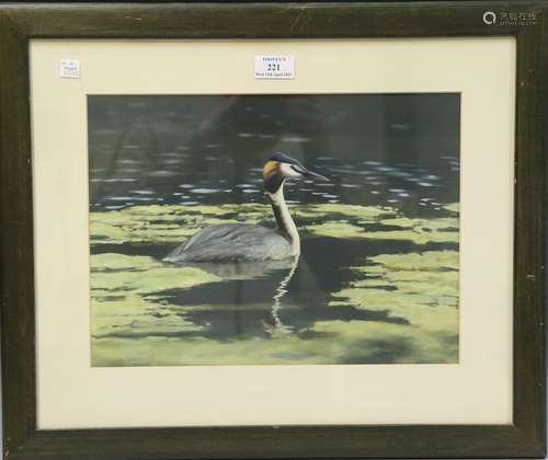 Michael P. Jevon - Great Crested Grebe, oil on board, indist...