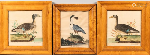 Nine Framed Water Color and Aquatint Pictures of Birds, most...