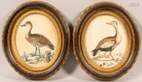 Pair of Bird Watercolor Prints in Painted Oval Frames, possi...