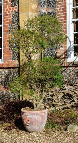 A PAIR OF 'CLOUD PRUNED' PRIVET BUSHES IN TERRACOTTA...