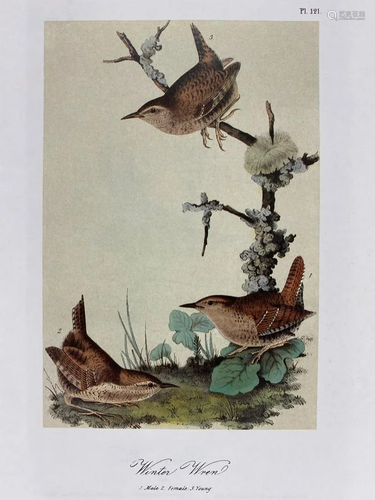 Winter Wren/Parkman's Wren