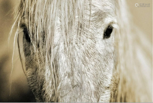 Close up of a Camargue Horse by Scott Stulberg