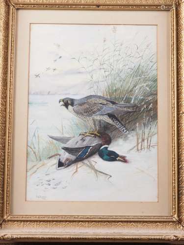 F G England, 1900: a watercolour study of a peregrine falcon...