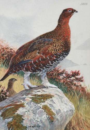 Peter Allis (b.1944)Grouse standing on a rock before a Highl...