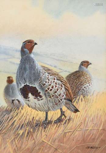 Peter Allis (b.1944)A covey of Partridge standing in stubble...