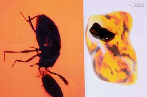 Unique amber with the rarest beetle from Fushun