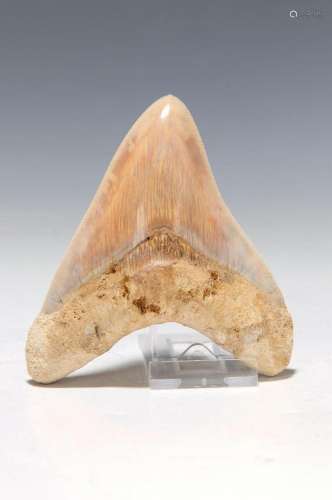 Megalodon large shark tooth so-called