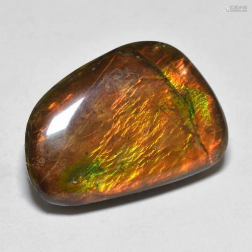 16ct Canadian Ammolite Gemstone