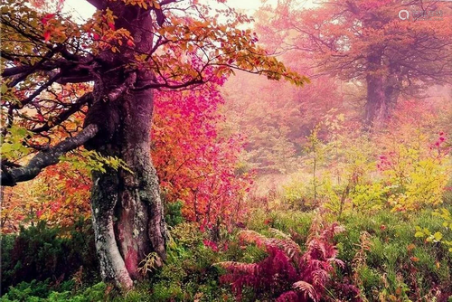 Majestic Landscape With Autumn Trees In Forest, Ukraine Canv...