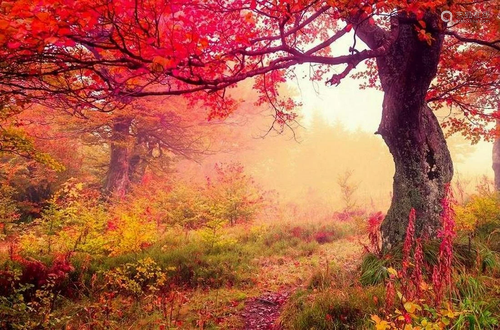 Majestic Landscape With Autumn Trees In Forest, Ukraine Canv...