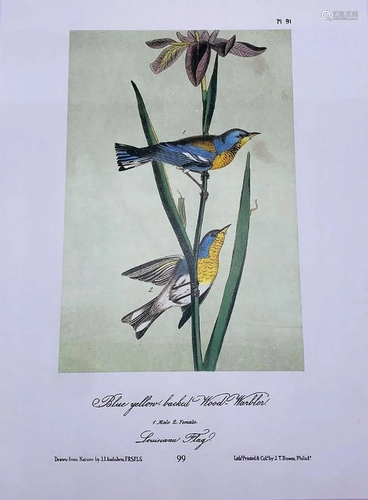 Blue Yellow-Backed Wood-Warbler/Townsend's Wood-Warbler