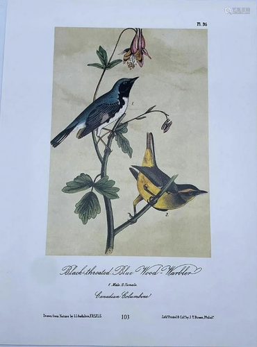 Black-Throated Blue Wood-Warbler/Black and Yellow Wood-Warbl...