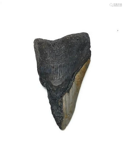 Unrestored Ash Burned 3.75 inch Prehistoric MEG tooth Fossil