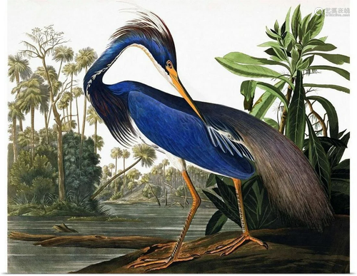 Louisiana Heron Wall Art By John James Audubon Print