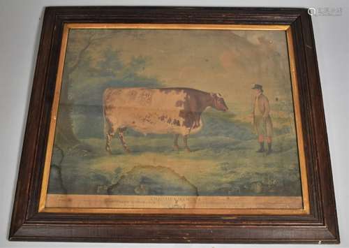 An Oak Framed Coloured Engraving The Durham Ox After John Bo...