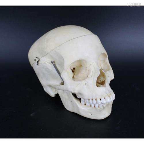 Real Human Medical / Dental Skull Clay Adams Co.