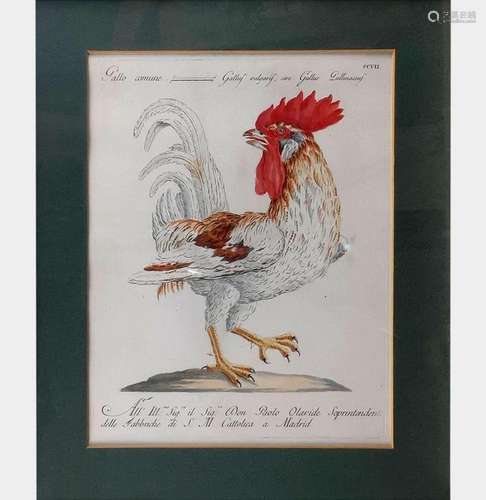 Suite de 14 gravures figurant des gallinacés Gravures aquare...