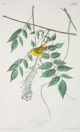 JOHN JAMES AUDUBON (AMERICAN 1785-1851), PRINTED BY ROBERT H...