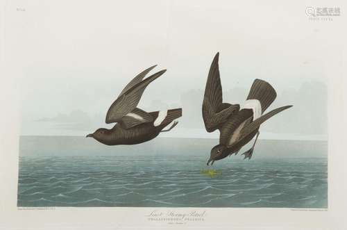 JOHN JAMES AUDUBON (AMERICAN 1785-1851), PRINTED BY ROBERT H...