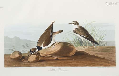 JOHN JAMES AUDUBON (AMERICAN 1785-1851), PRINTED BY ROBERT H...