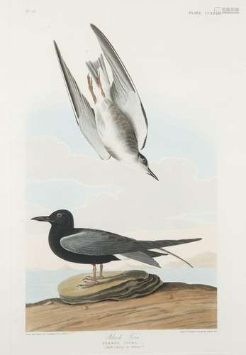 JOHN JAMES AUDUBON (AMERICAN 1785-1851), PRINTED BY ROBERT H...