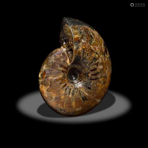 Iridescent Red Ammonite