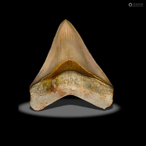 Megalodon Tooth