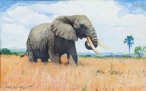 Wilhelm Kuhnert (Oppeln 1865 - Flims/CH 1926). Elephant.