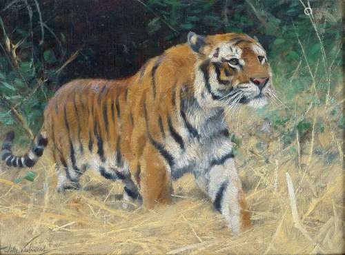 Wilhelm Kuhnert (Oppeln 1865 - Flims/CH 1926). Tiger.